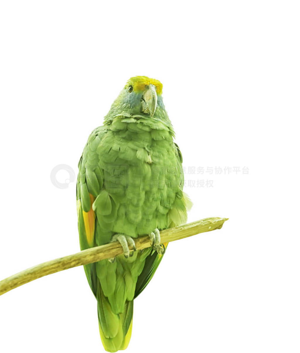 s amazon, a parrot native to Northern South-America. Exotic Trop
