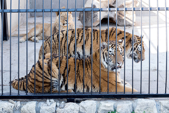 一對年輕的老虎和一個獅子在鐵窗動物園圈養.電源和關在籠子裡的侵略