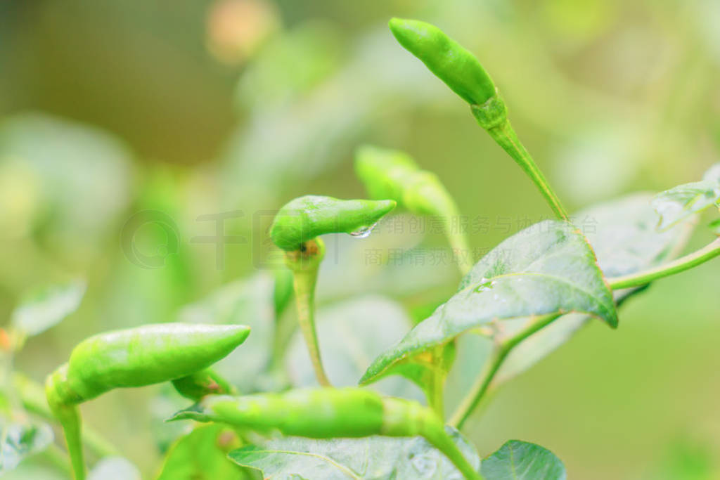 green chilli plant And drop of water on tree