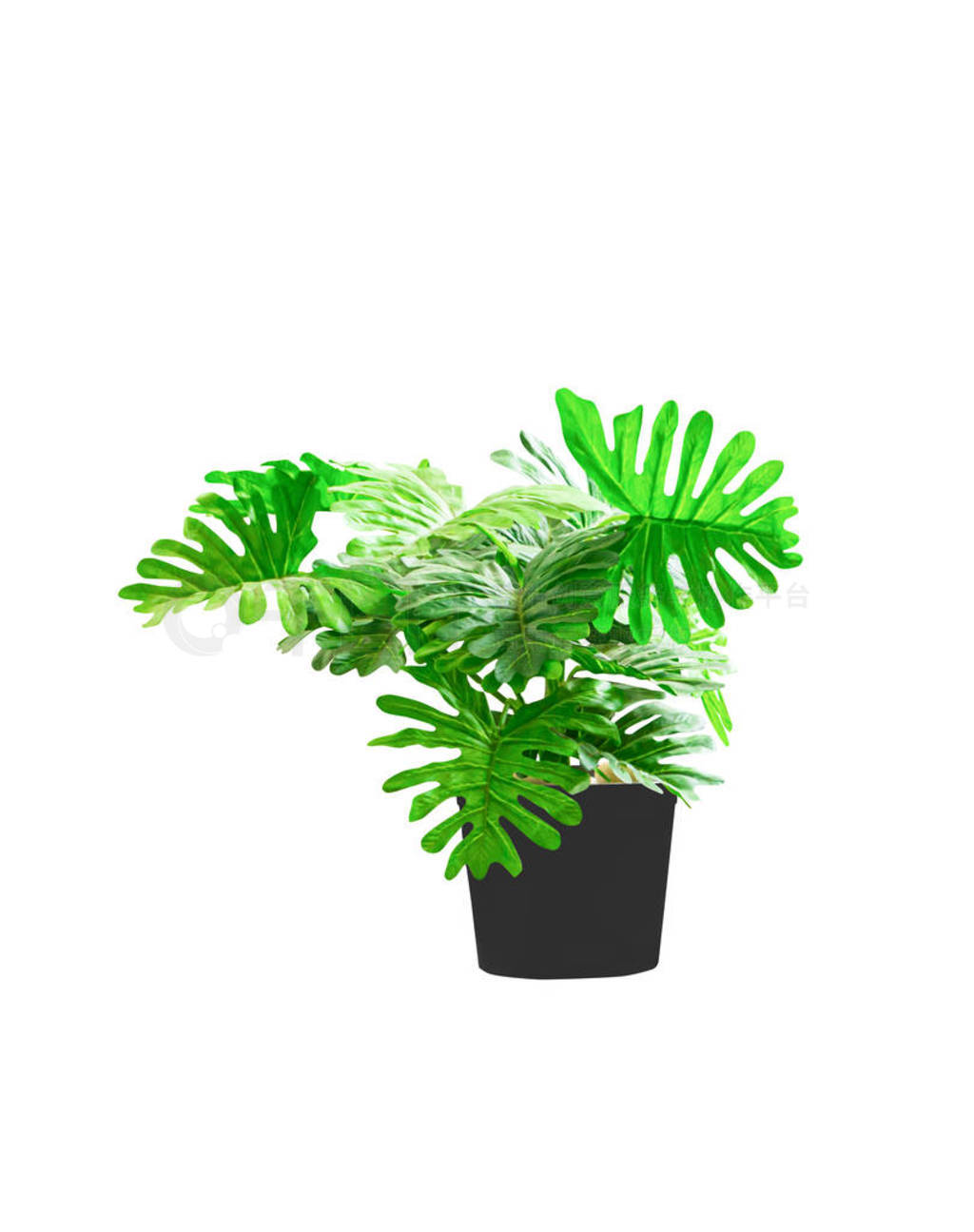 plastic tree philodendron xanadu ornamental plants