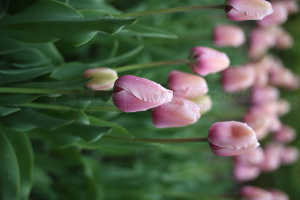 Tulip flowers with leafs in the garden.