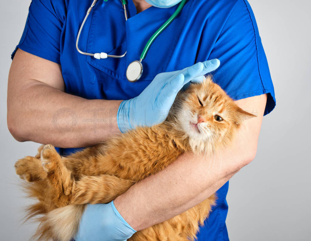 Veterinarian in blue uniform and sterile latex gloves holds and