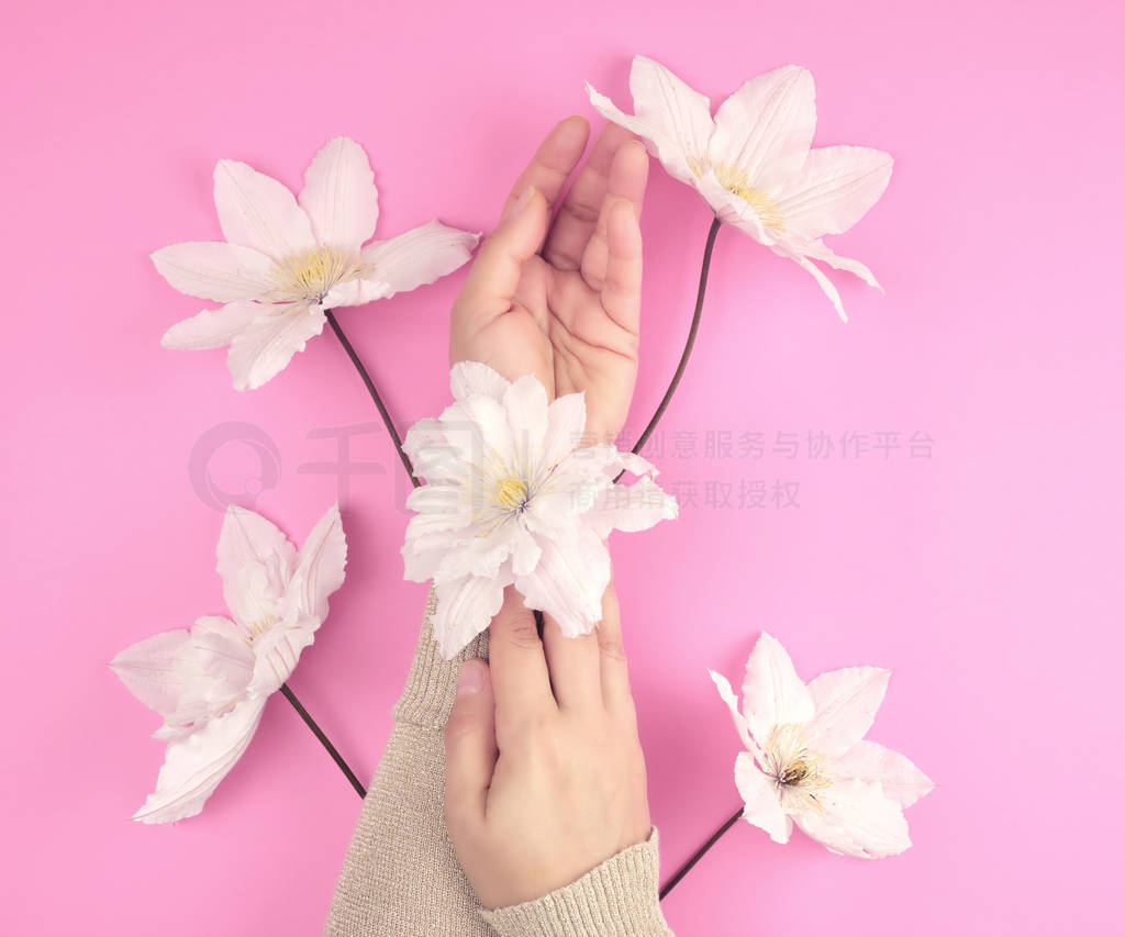 two female hands holding blooming white clematis buds on a pink