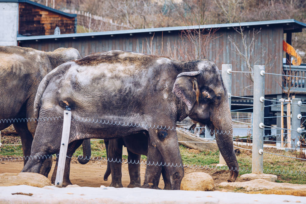 Family Of Indian Elephants At The Prague Zoo. Elephant and baby