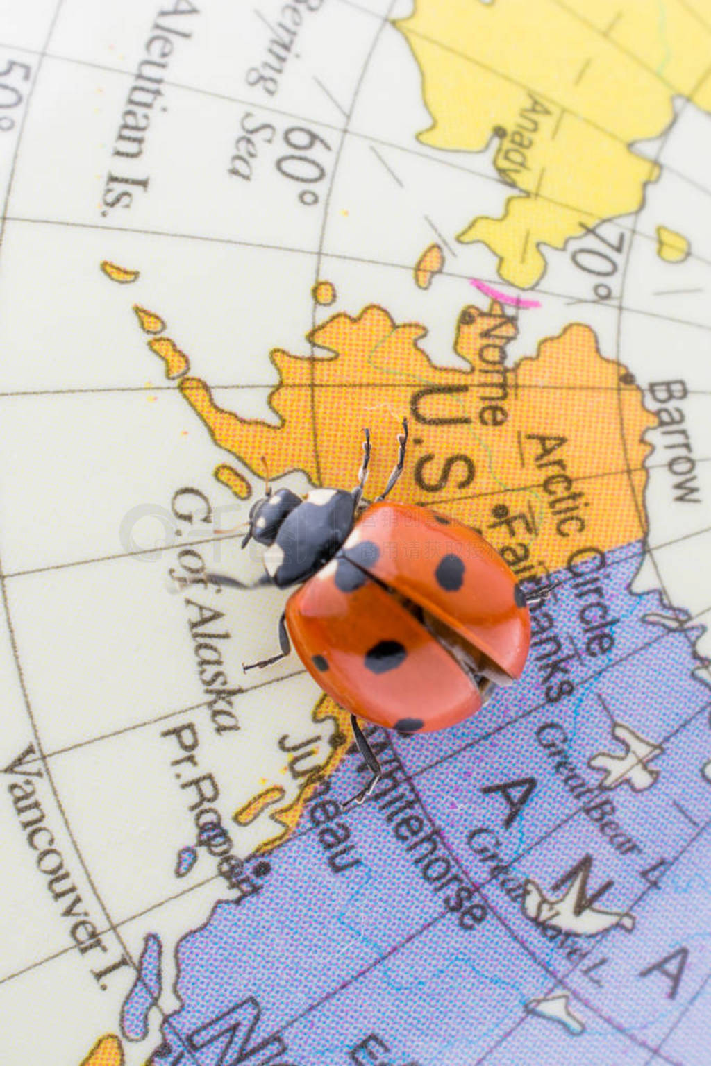 Ladybug on a little colorful model globe