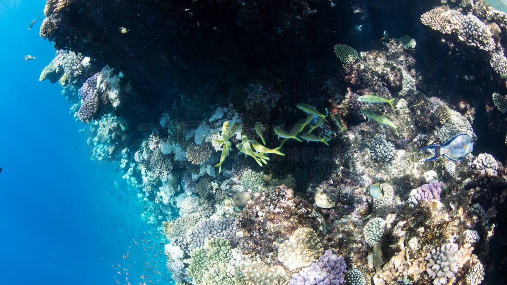 Coral Reef at the Red Sea,Egypt. Underwater landscape with fish