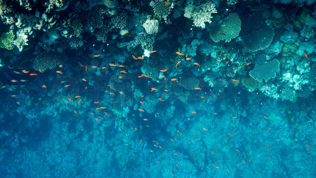 Coral Reef at the Red Sea,Egypt. Underwater landscape with fish