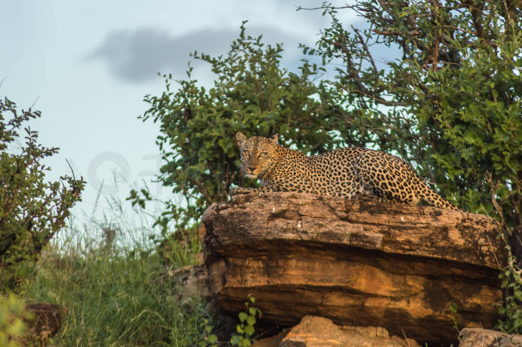 A leopard bathing on a rock in Samburu