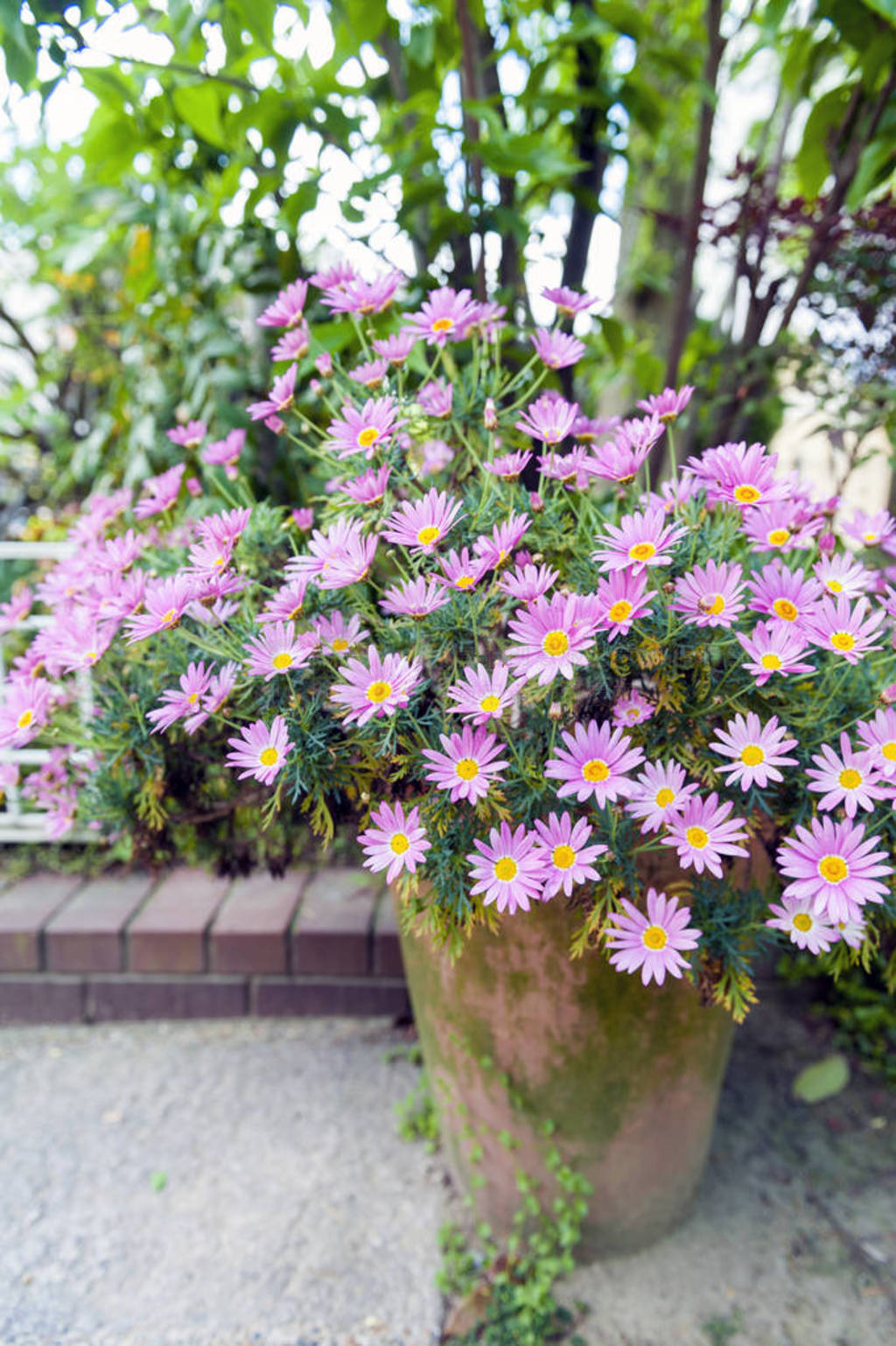  Aster cordifolius-ۺɫʢļڣֲ԰