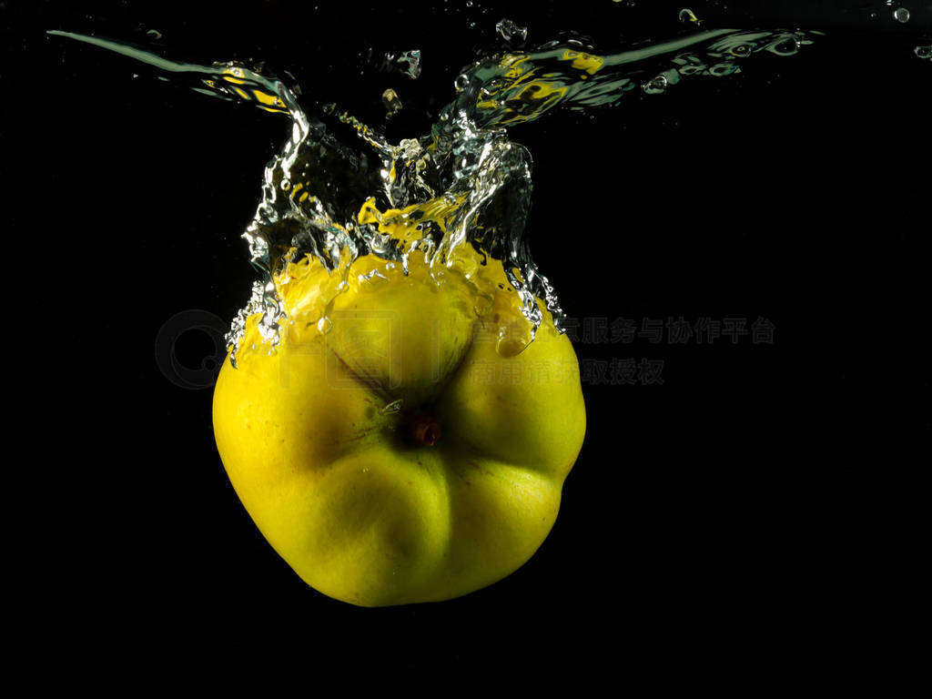 Yellow Quince spash in water on black