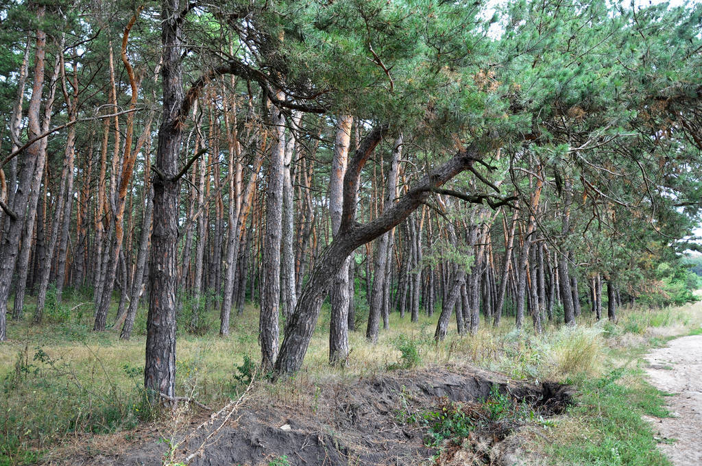  forests_3 ľ
