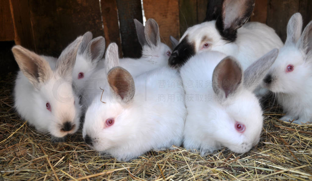 Californian breed rabbits