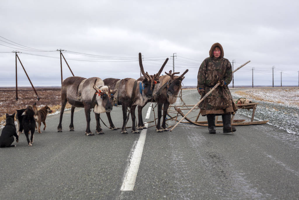 The extreme north, Yamal, reindeer in Tundra , open area, ass