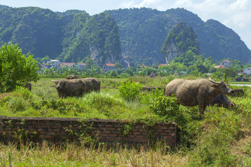 Cows and bulls grazing on a green field. Domestic animals.Asian