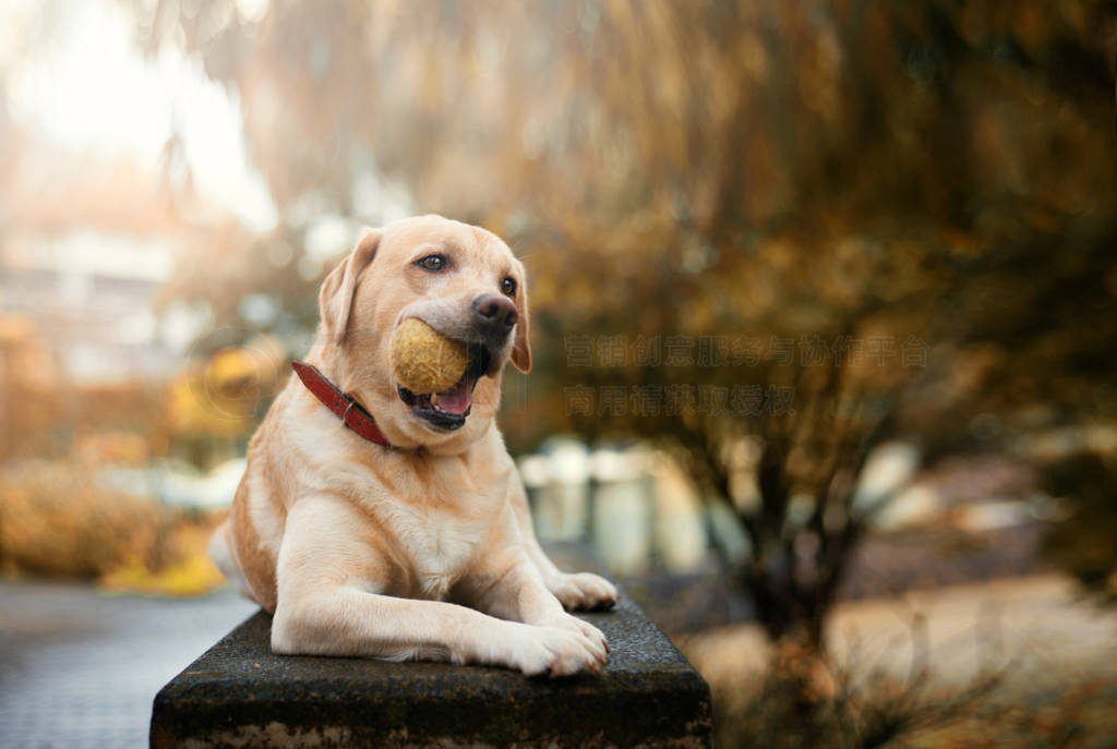 Yellow Labrador retriever in park with tennis ball