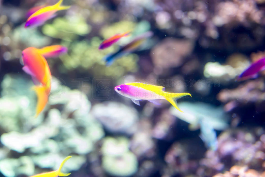 Blurry photo of small colorful fishes in a coral reefs in a sea