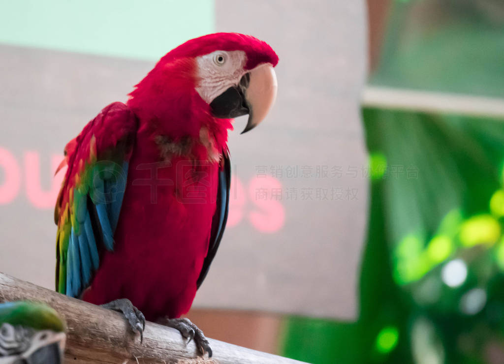 Scarlet Macaw - Ara macao, large beautiful colorful parrot from