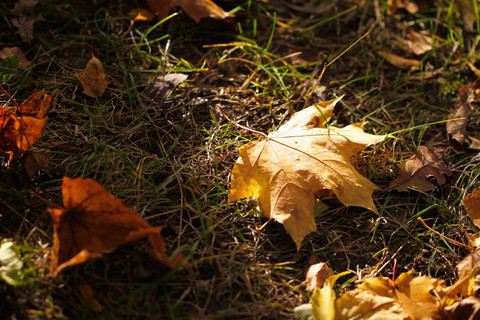 一个秋天的枫叶飘落在地上, 被一缕阳光、色彩和秋日的光线击中。秋天的概念来了