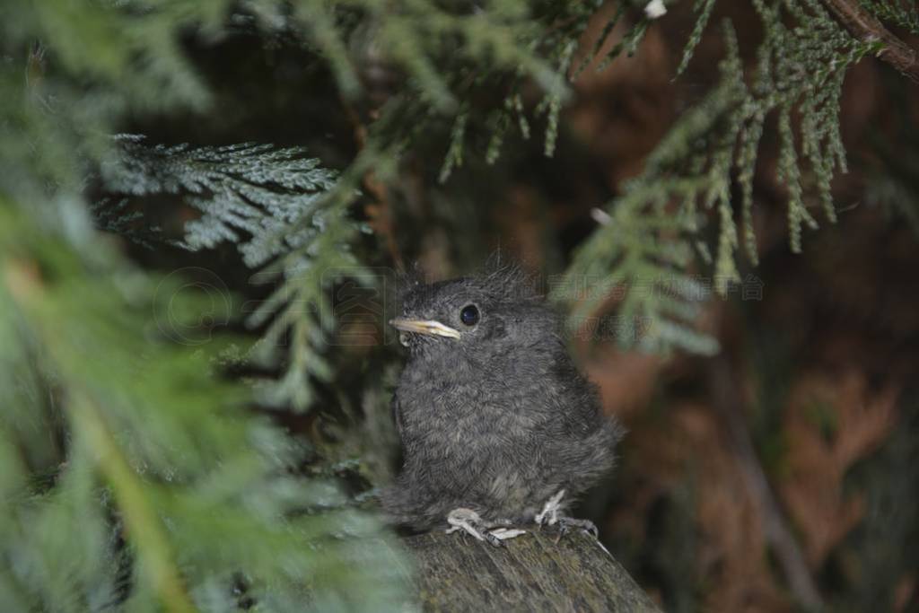 Black Redstart young bird sits on branch in a hedge