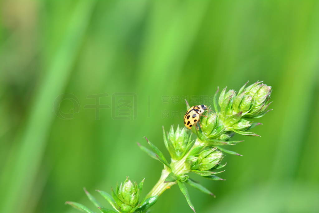 Yellow Ladybird with black points on plant in green nature