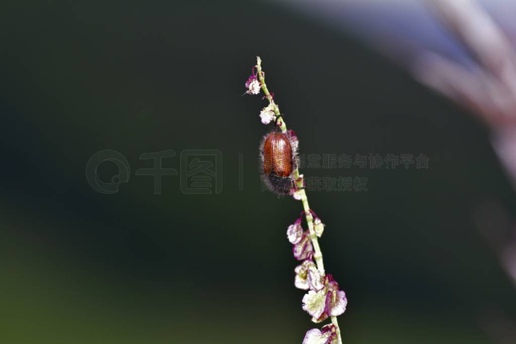 ɫֲϵ԰Ҷ׳棨Phyllopertha horticola