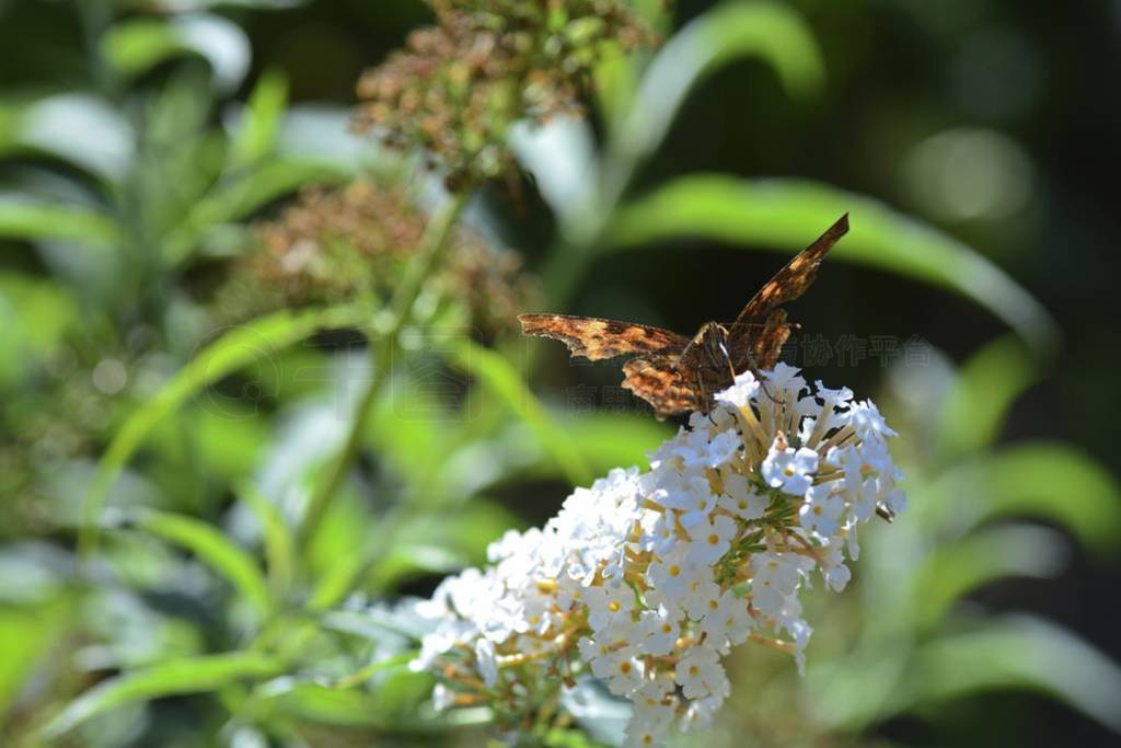 Comma ( Polygonia c-album ), butterfly on white summer lilac