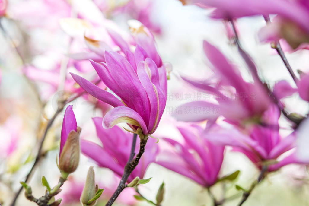 Beautiful background with blooming magnolia. Concept background,