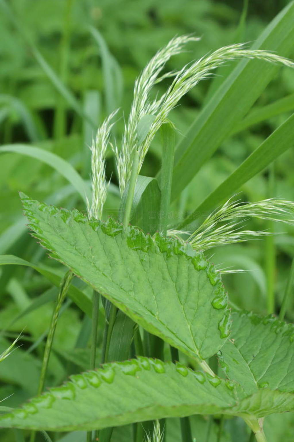 Dew on the grass.