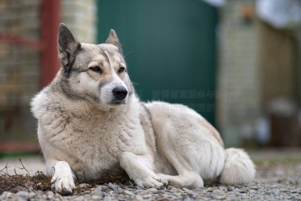 Portrait of a dog breed West Siberian Laika sitting outdoors in