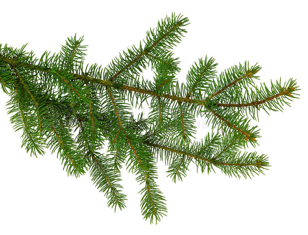 pine branch / pine-tree twig. Spruce . fir-tree. Decoration for