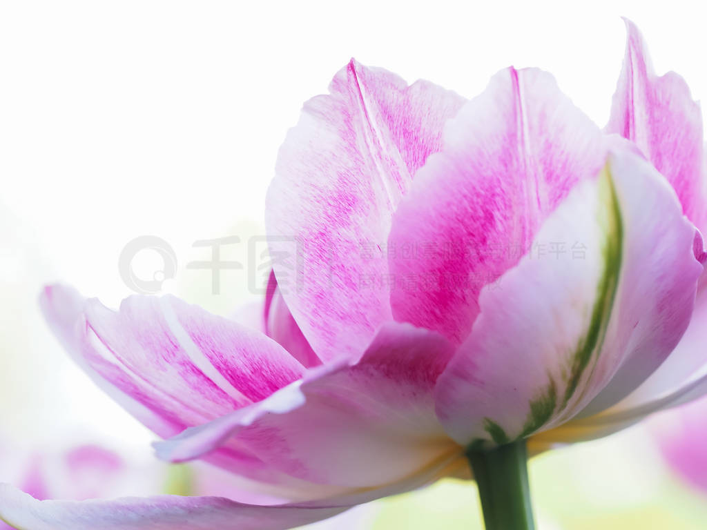 Single pink varietal tulip background.