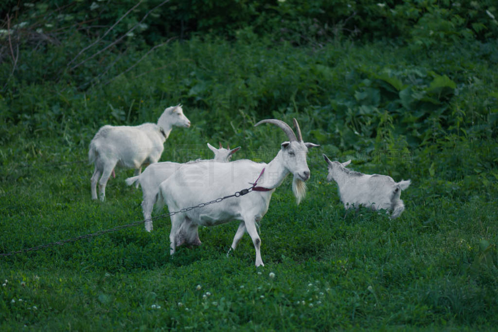White goat with kids