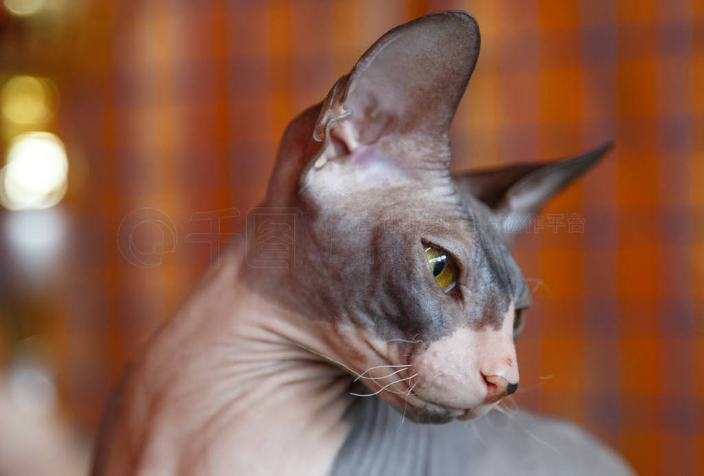 Closeup Cat of breed Sphynx Looking in camera