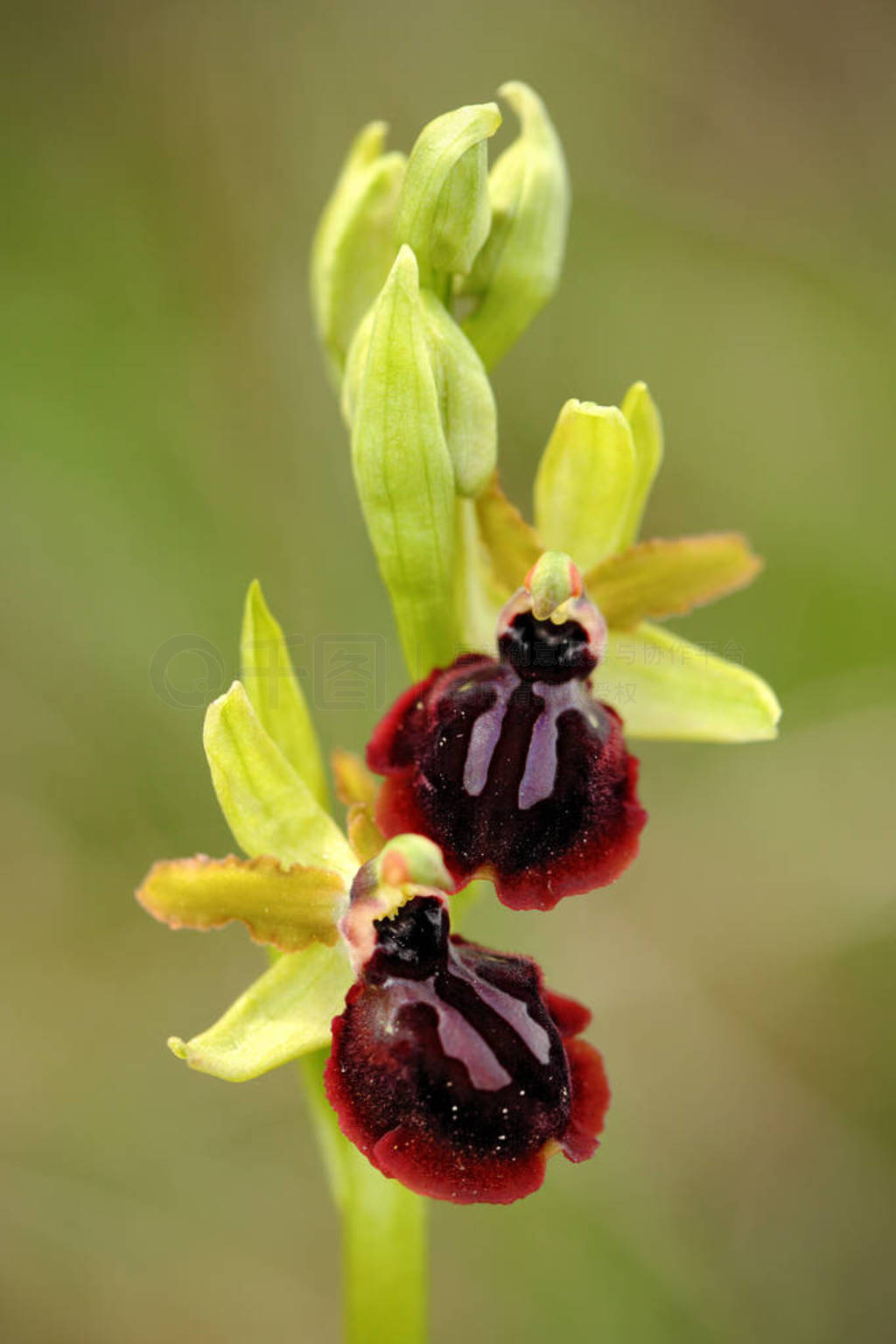 Ophrys garganica, ķŷ½Ұ, ȻϢءϸ, 쳡ŷޡ̲ݵ