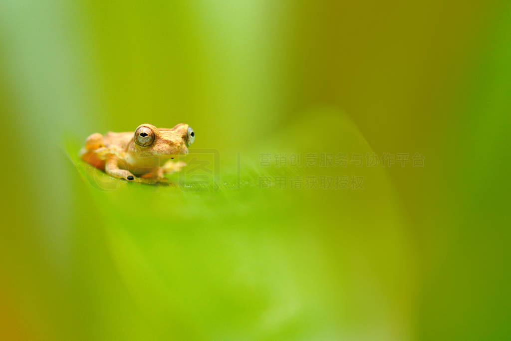 Dendropsophus microcephalus, СԴҶȻɭϢ, ˹ӡϡ