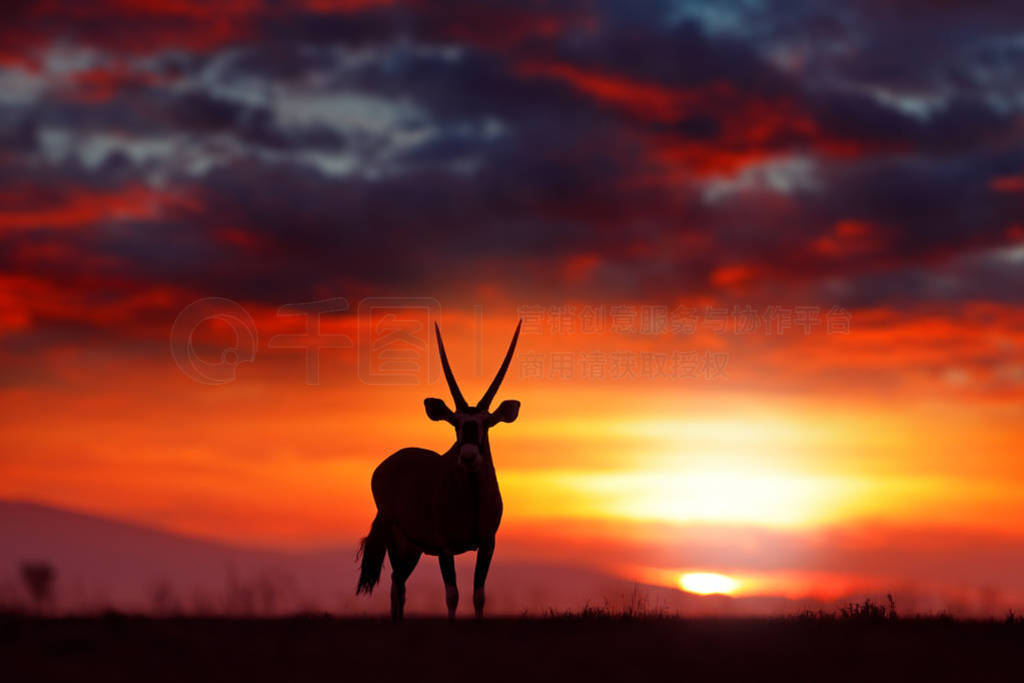 Oryx with orange sand dune evening sunset. Gemsbock large antelo