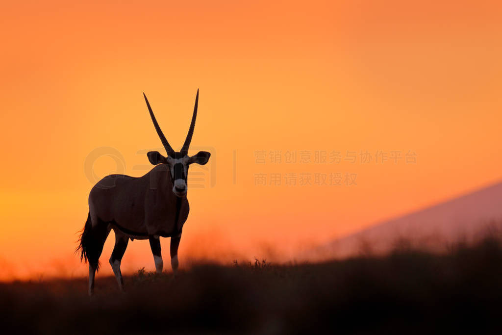 Oryx with orange sand dune evening sunset. Gemsbock large antelo