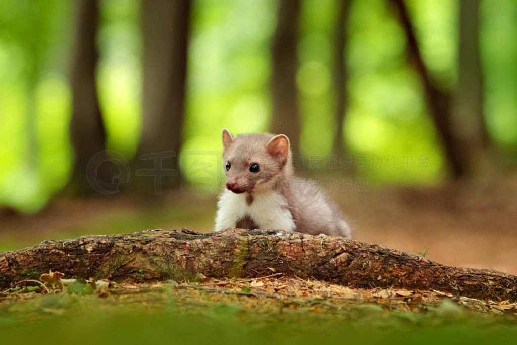 Beautiful cute forest animal. Beech marten, Martes foina, with c