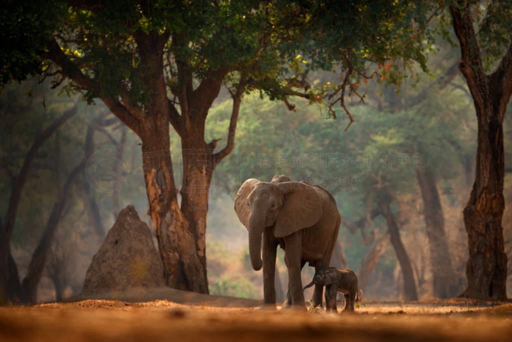 Elephant with young baby. Elephant at Mana Pools NP, Zimbabwe i