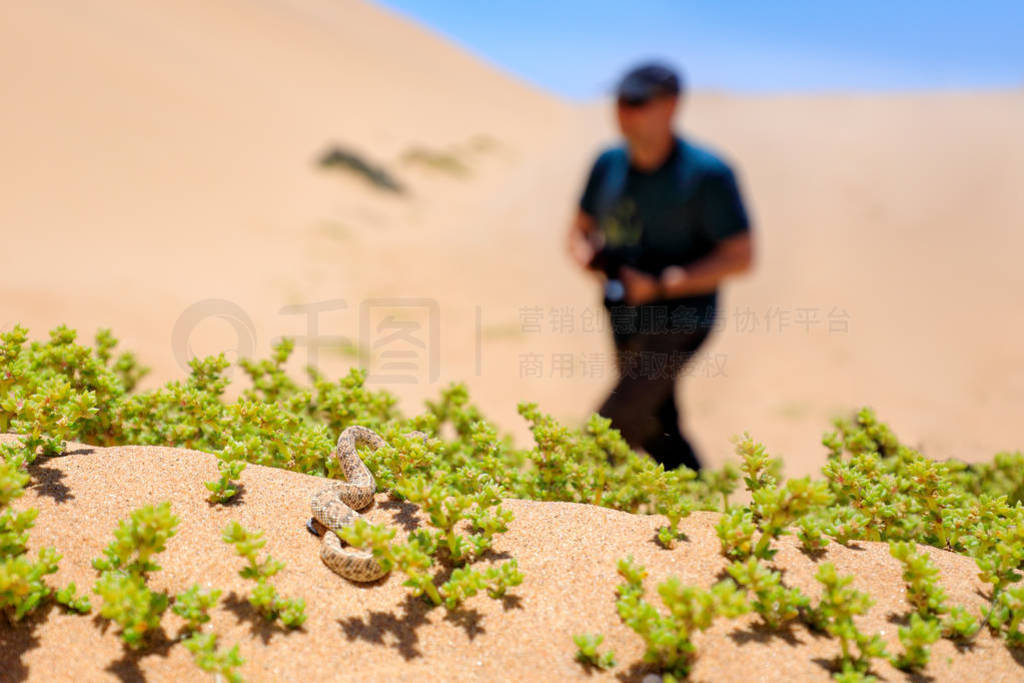 Poison snake and man, dangerous situation in wild nature. Photog