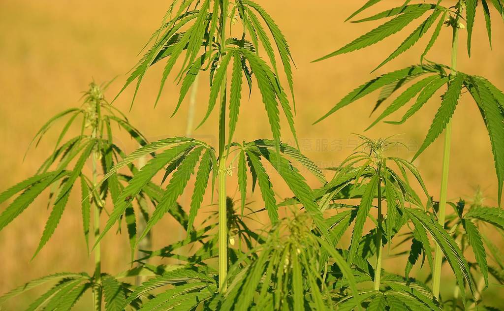 Legally grown cannabis.