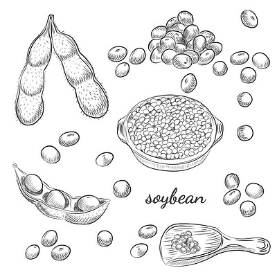 素描豆背景图片免费下载