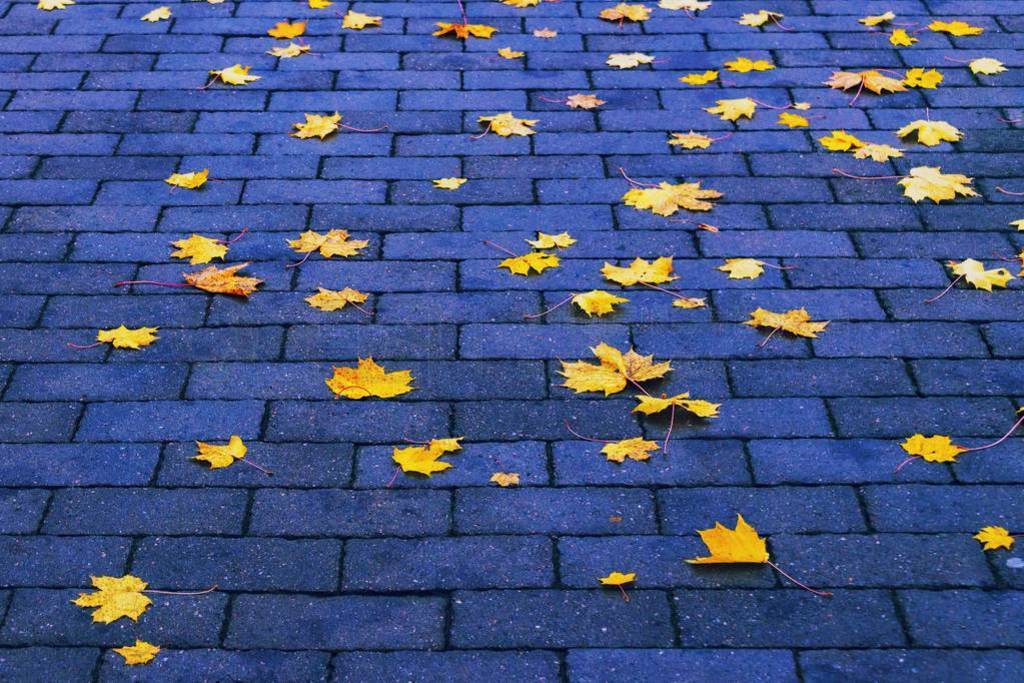 Colourful autumn leaves on brick pavement floor at fall. Autumn