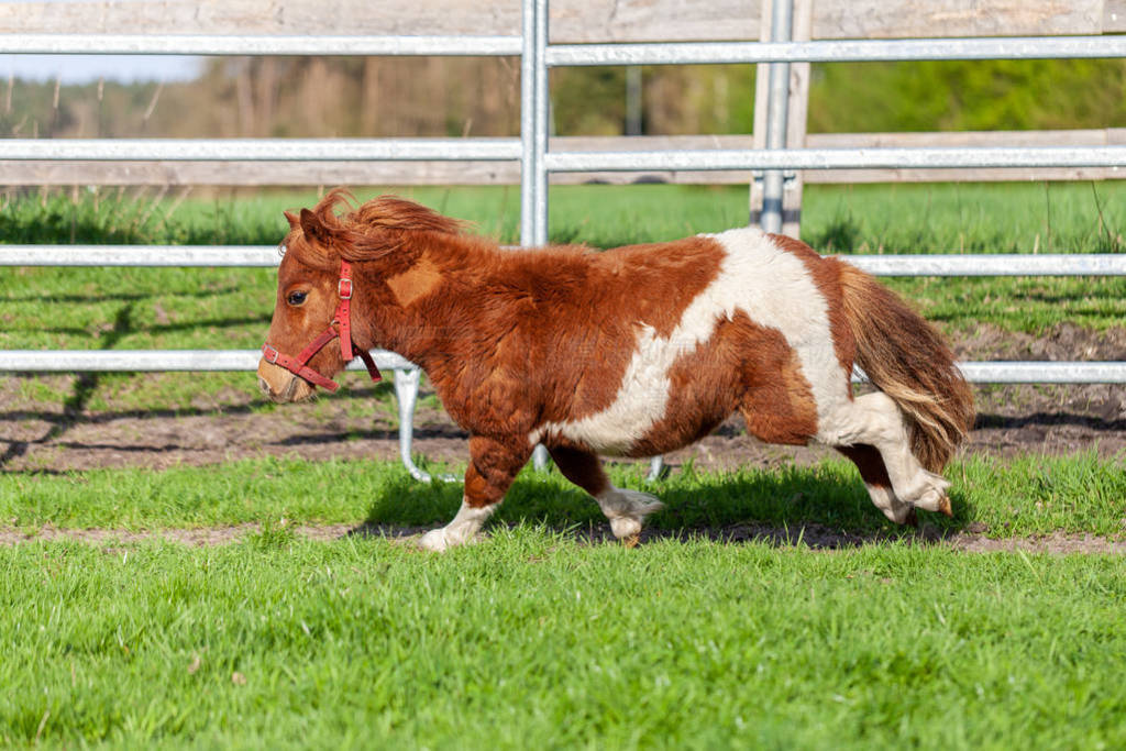 ɫݵϱܵ Shetlandpony