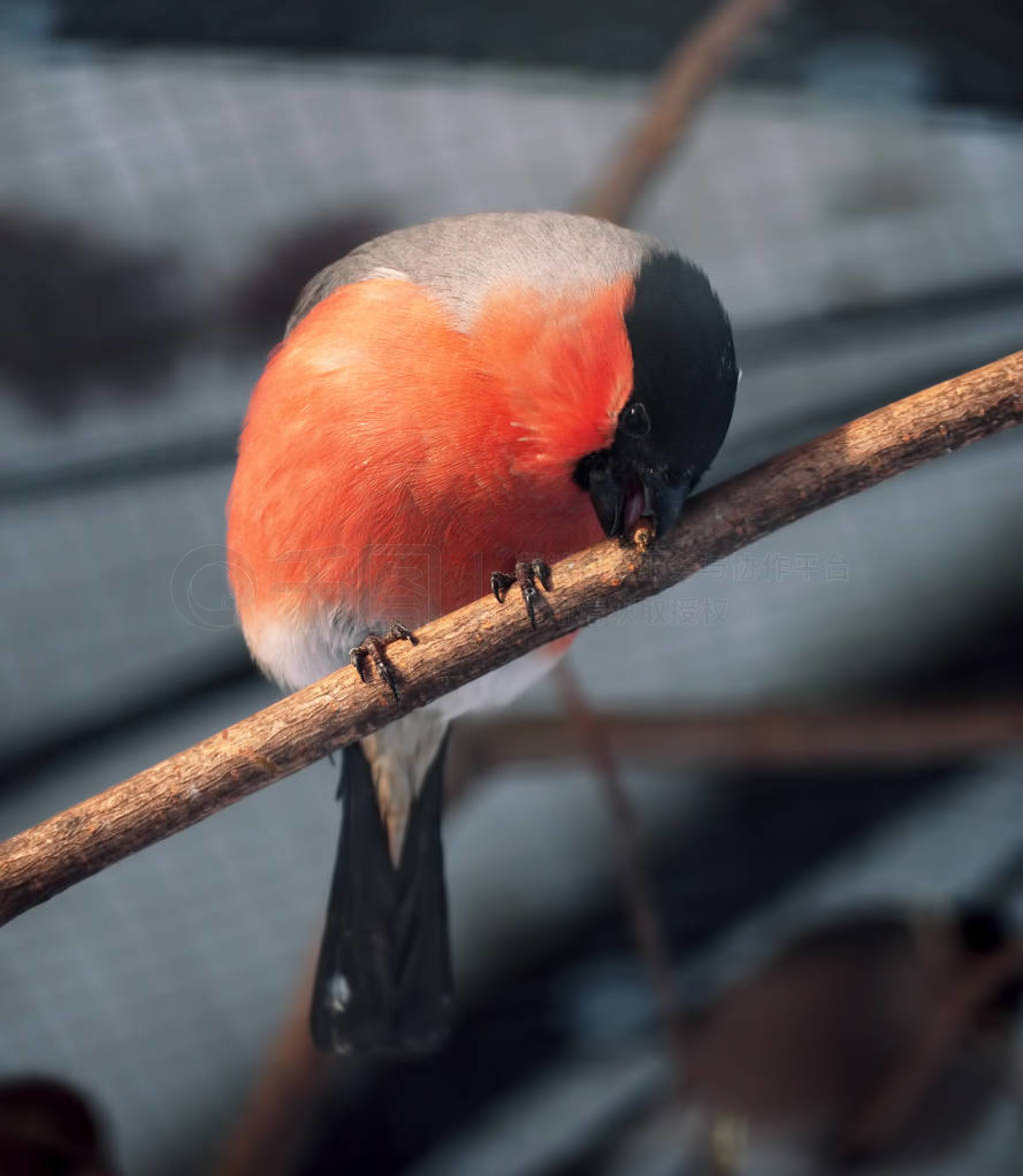 Bullfinch ֦ɹ̫ľͷ