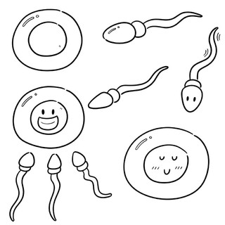 卵子和精子简笔画图片