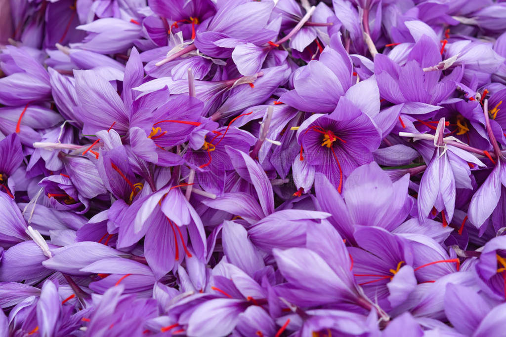 Harvest Flowers of saffron after collection. Crocus sativus, com