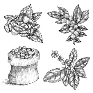 图形的咖啡设置隔离在白色背景。矢量树叶、 花朵和豆类。花卉装饰