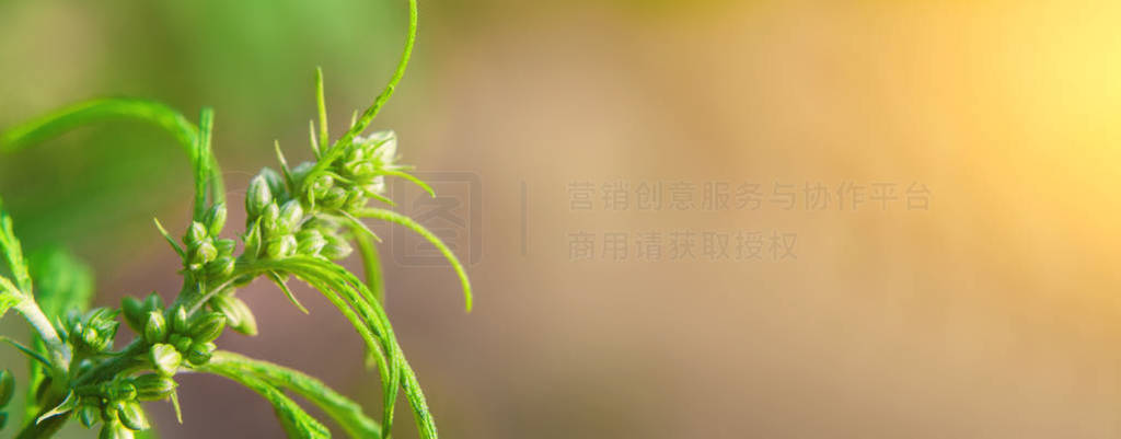 Beautiful background of green seeds cannabis bush flowers, marij