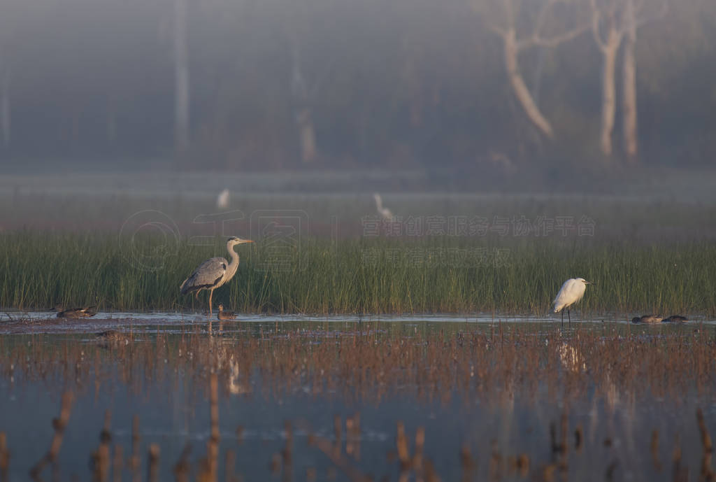 Grey heron in misty morning